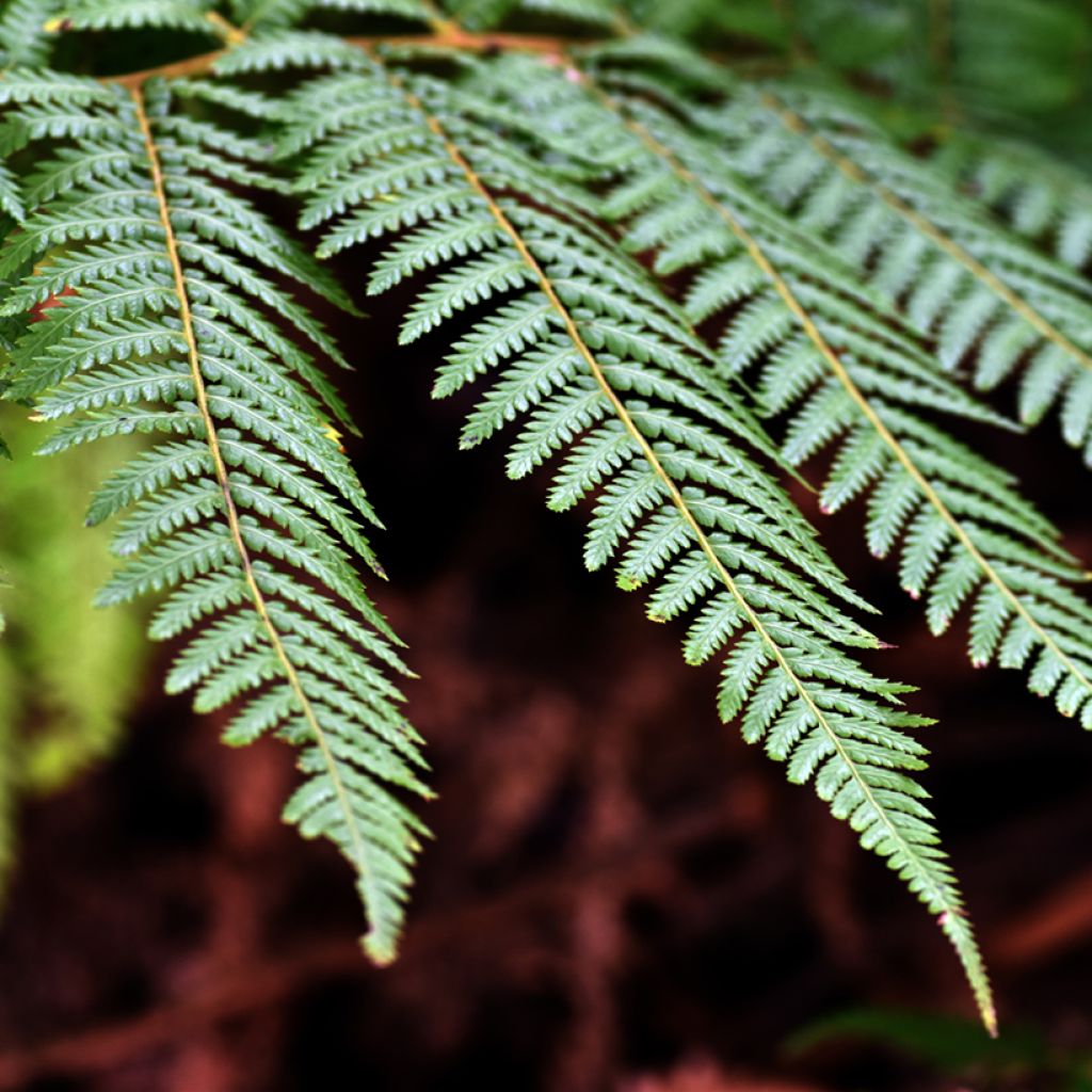 Dicksonia fibrosa
