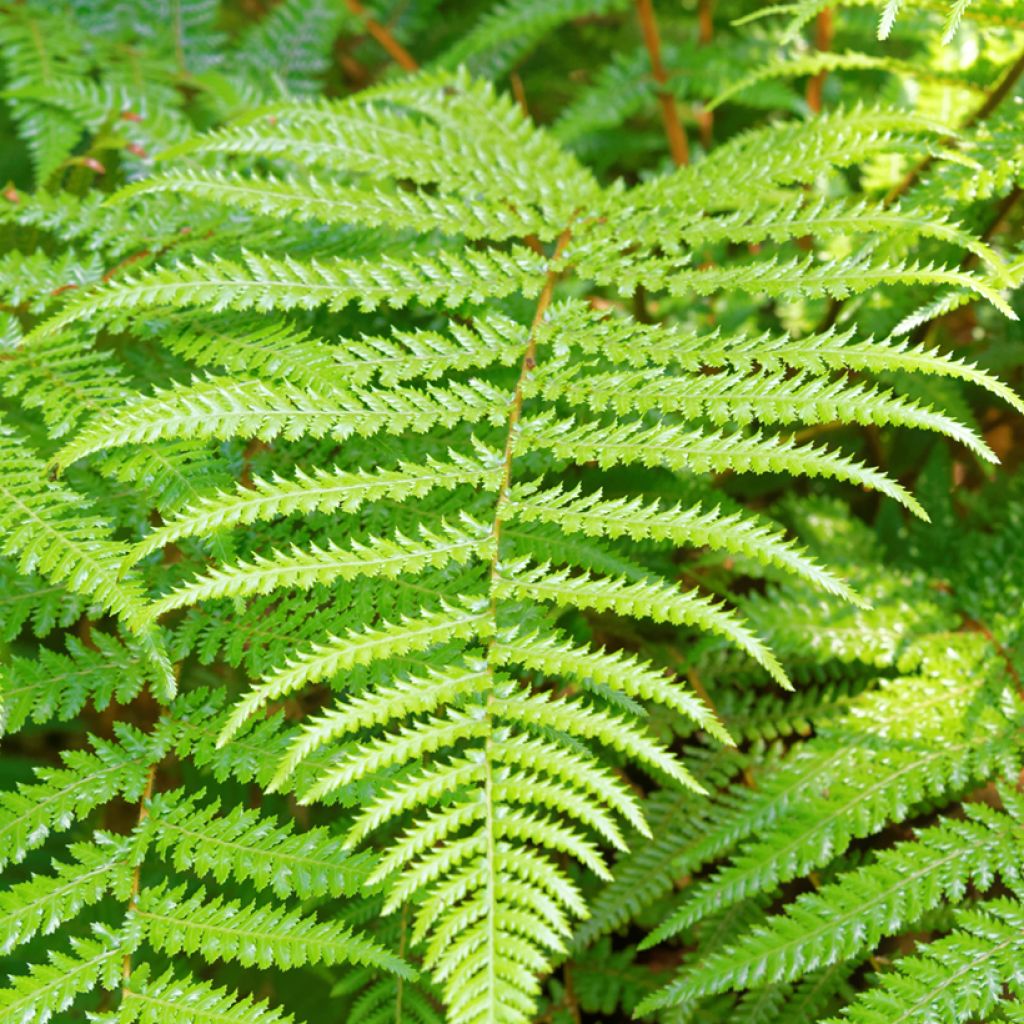 Dicksonia fibrosa