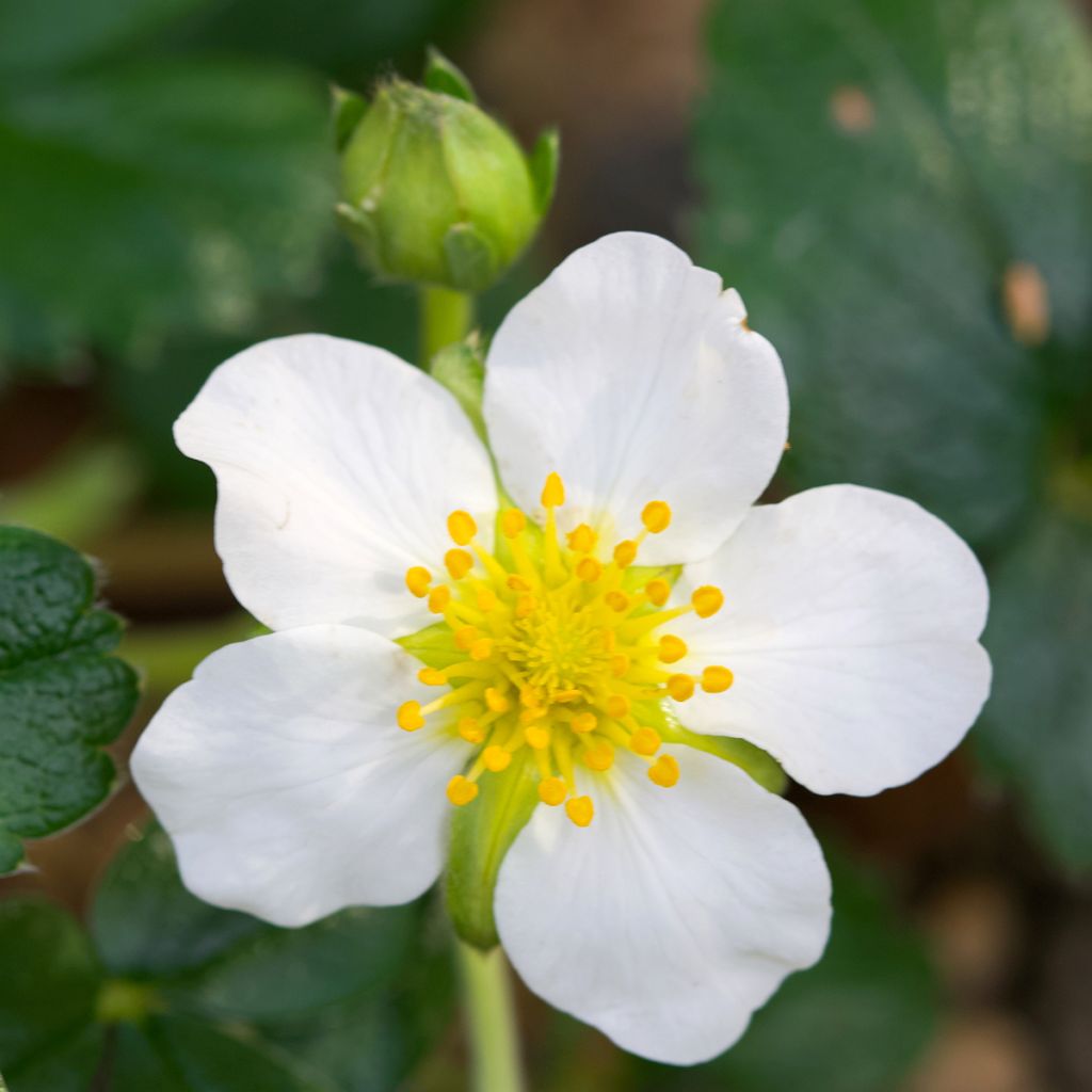 Chilenmansikka - Fragaria chiloensis