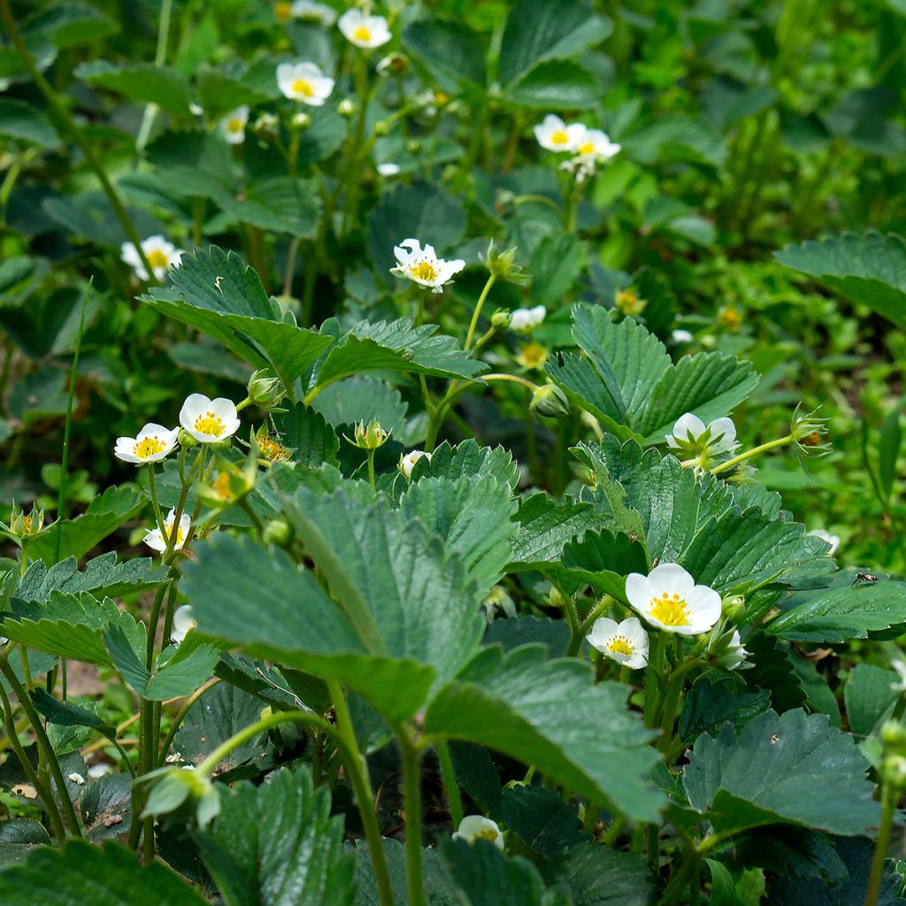 Chilenmansikka - Fragaria chiloensis