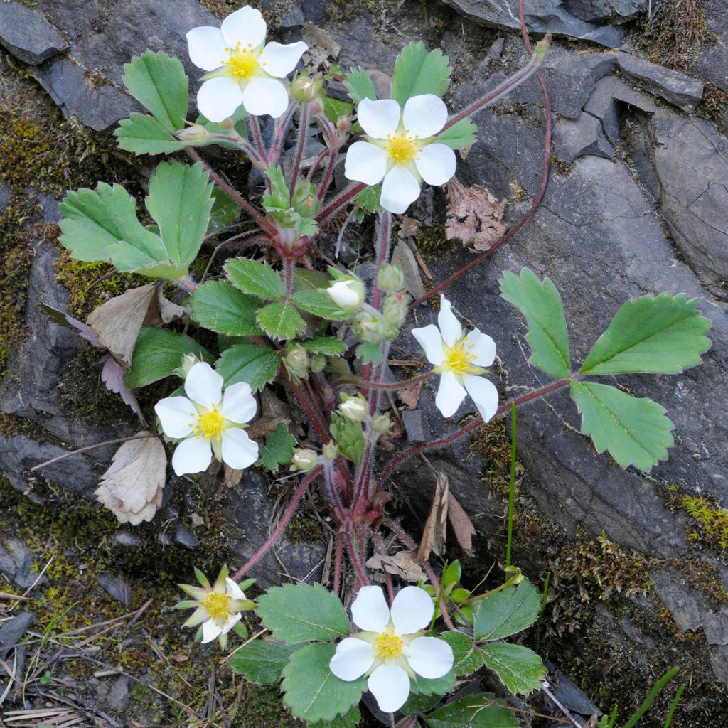 Chilenmansikka - Fragaria chiloensis