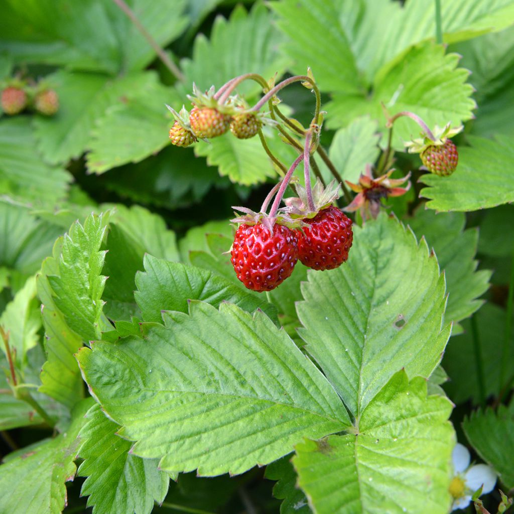 Chilenmansikka - Fragaria chiloensis