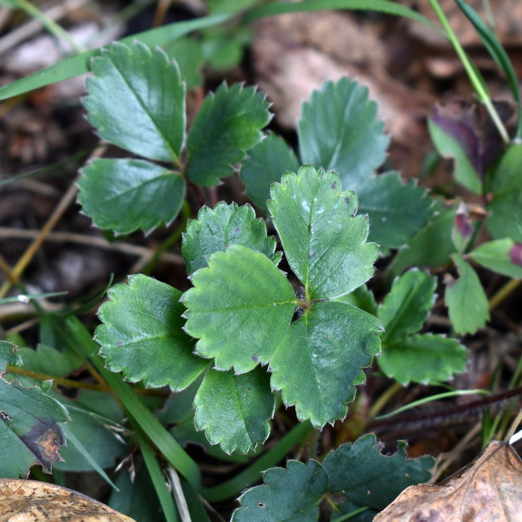 Chilenmansikka - Fragaria chiloensis