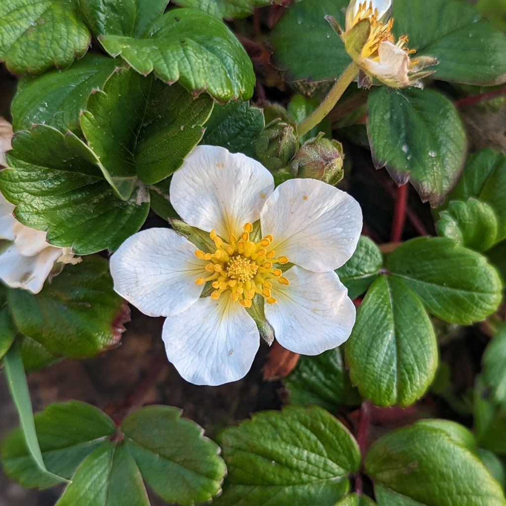 Chilenmansikka - Fragaria chiloensis