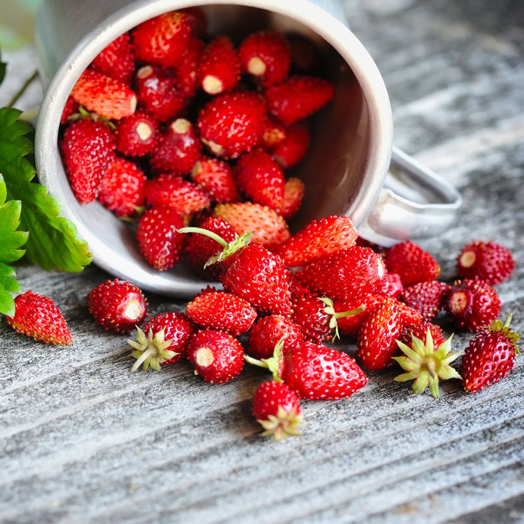 Kuukausimansikka - Fragaria vesca