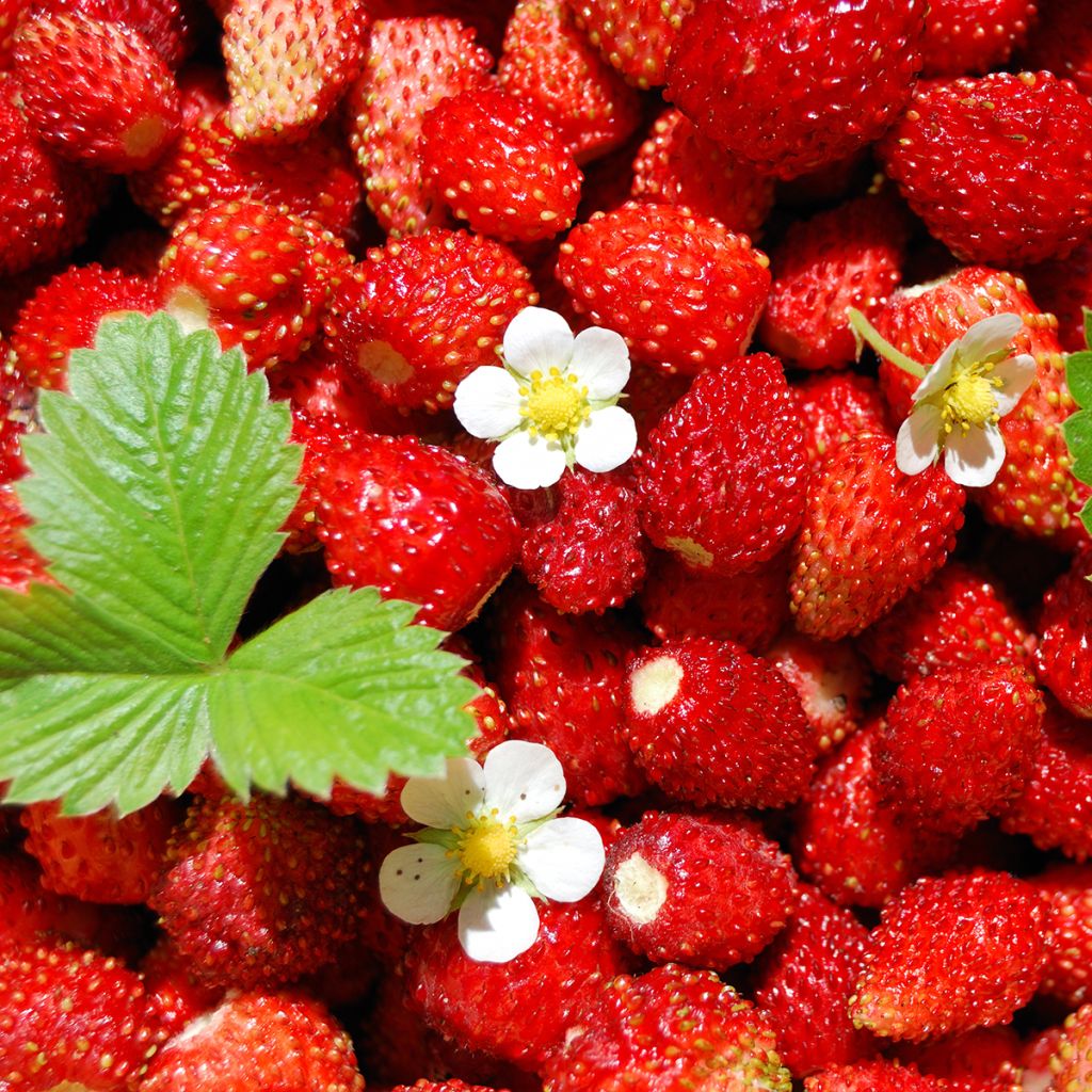 Kuukausimansikka - Fragaria vesca