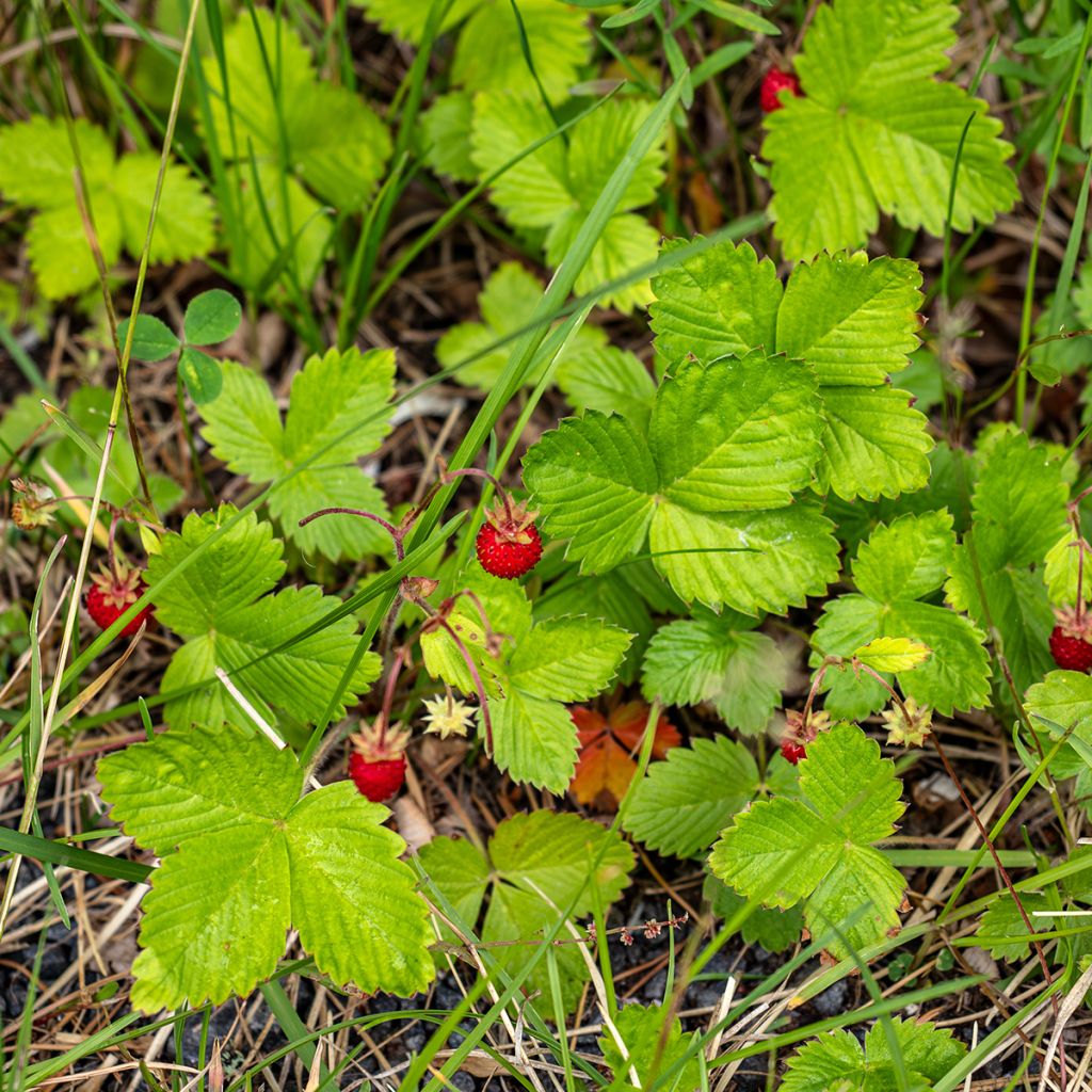 Kuukausimansikka - Fragaria vesca