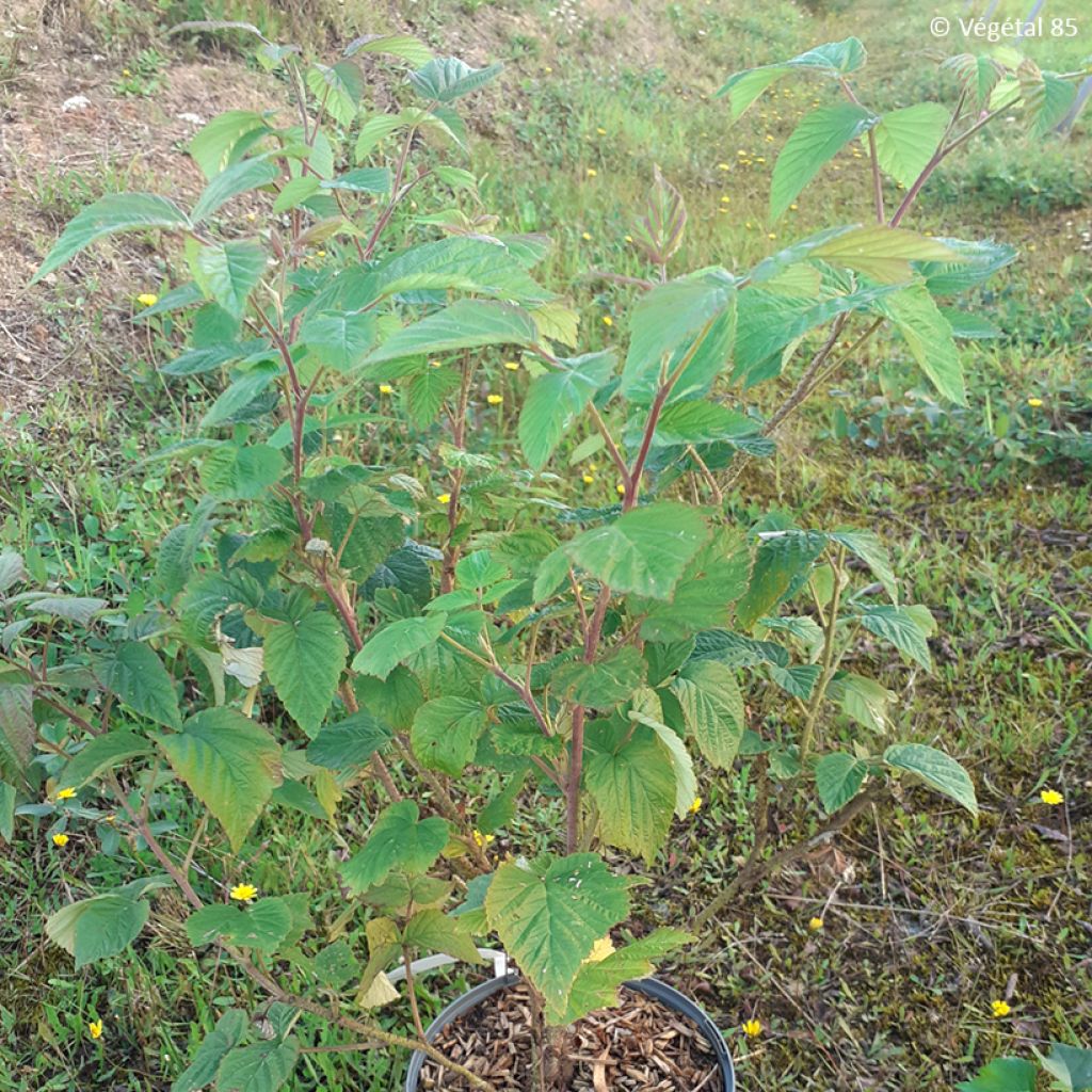 Vadelma Violet