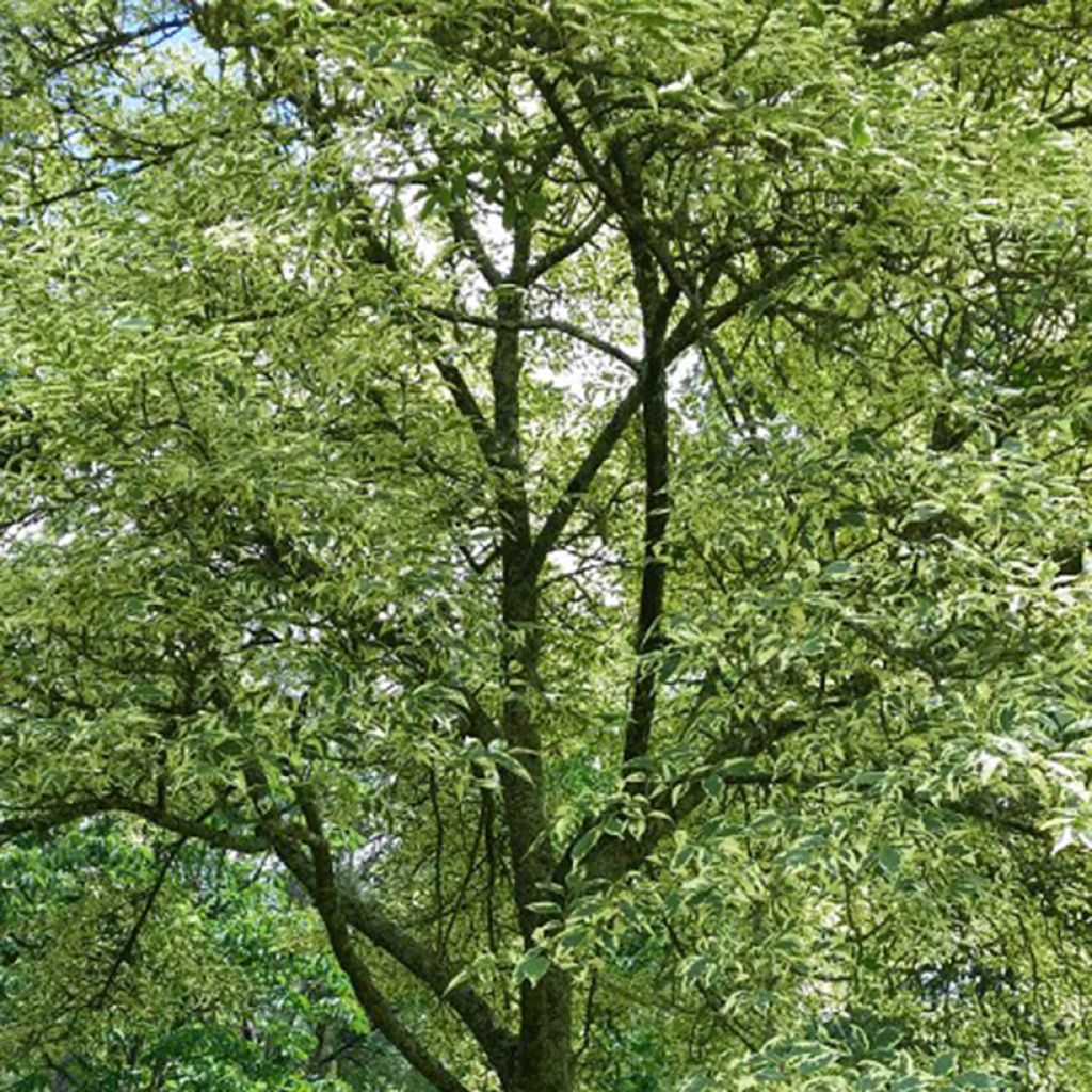 Saarni Argenteovariegata