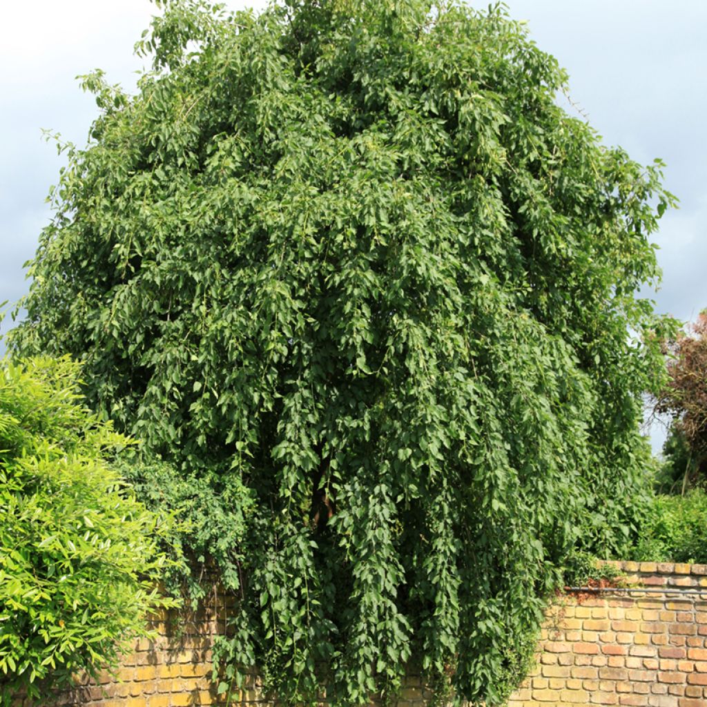 Saarni Heterophylla Pendula
