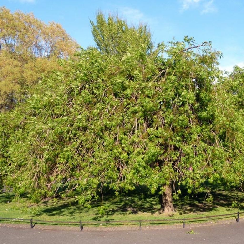 Saarni Pendula
