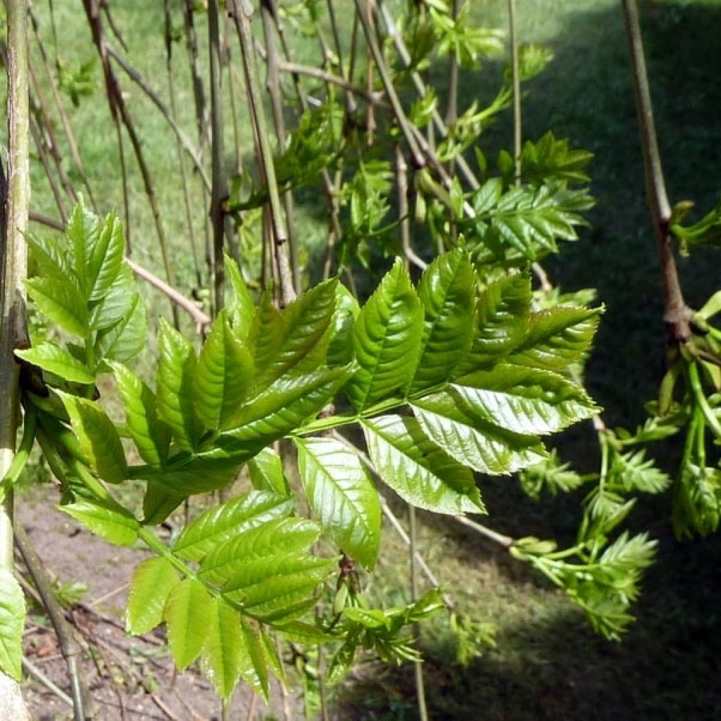 Saarni Pendula