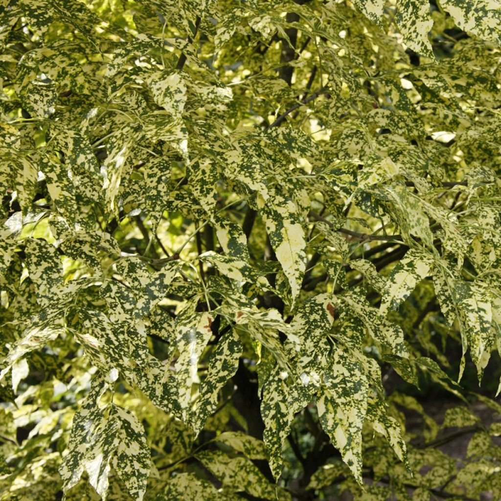 Punasaarni Aucubifolia