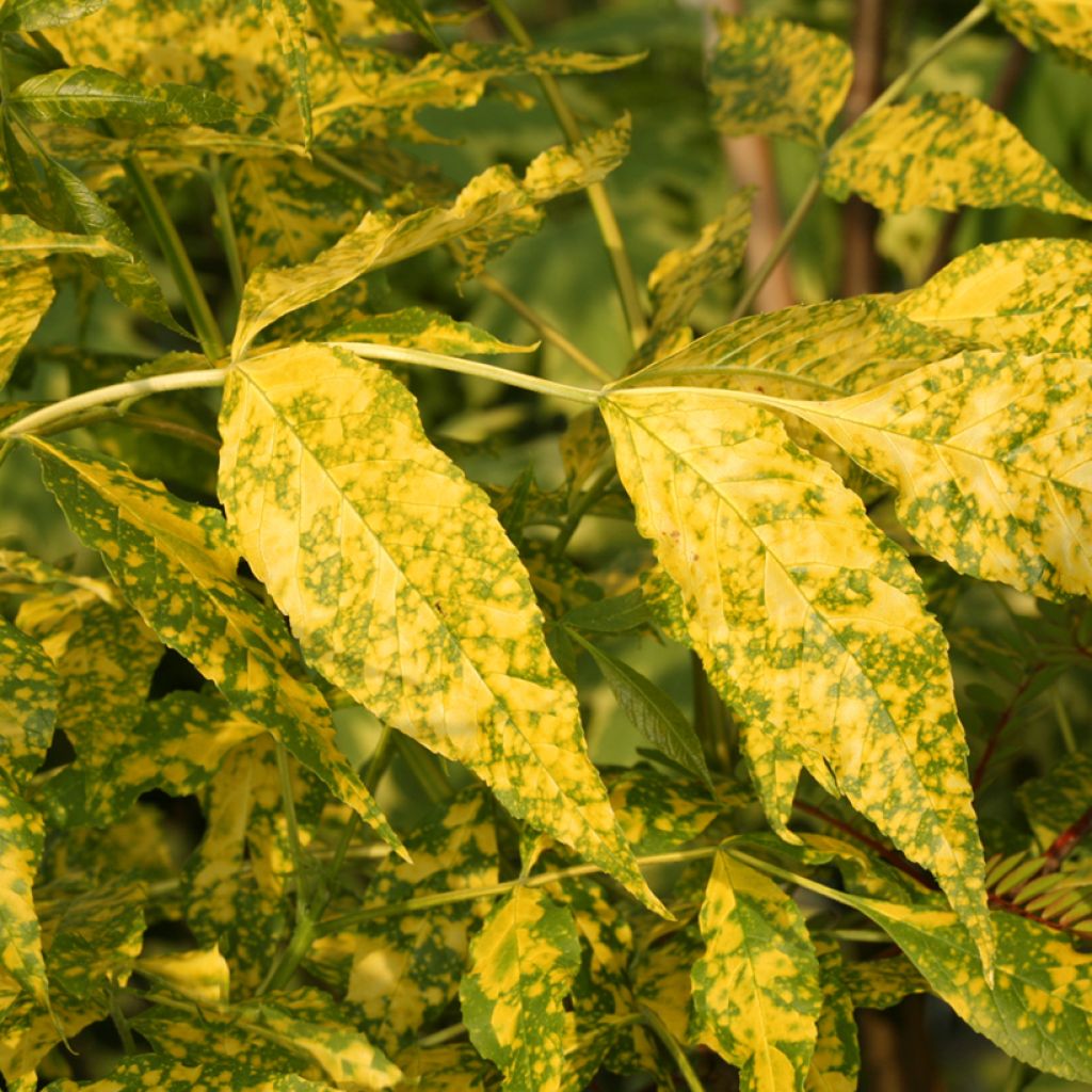 Punasaarni Aucubifolia