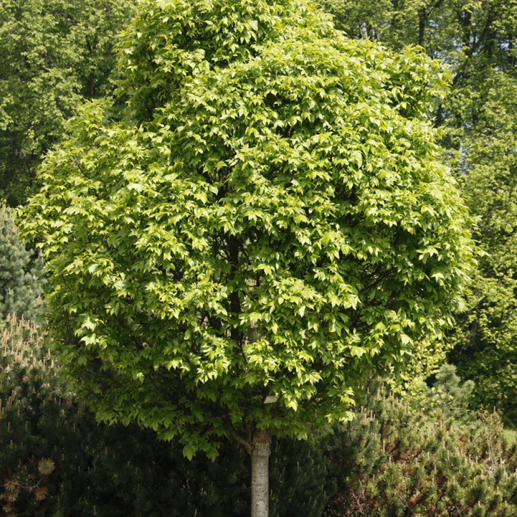 Punasaarni Crispa