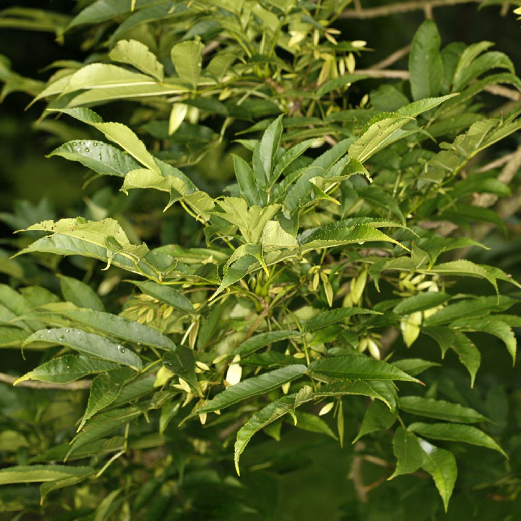 Saarni - Fraxinus spaethiana