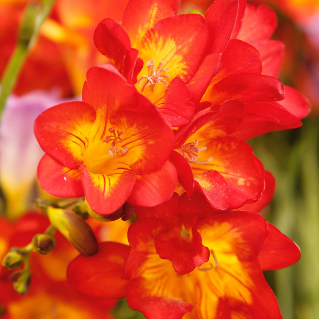 Freesia hybrida Simple
