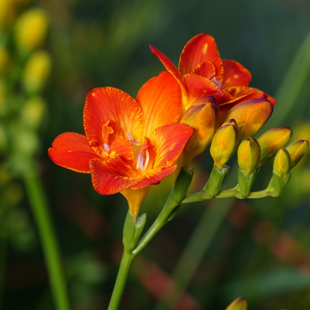 Freesia hybrida Simple