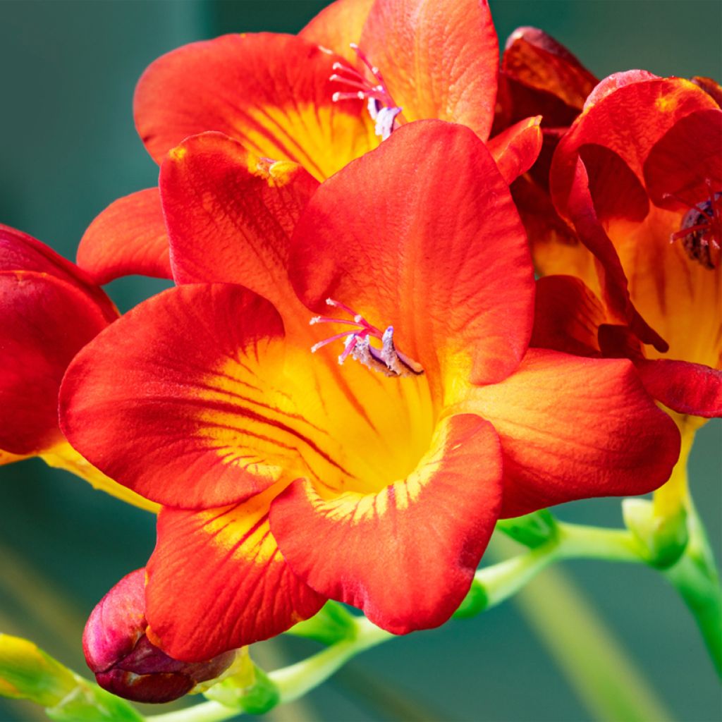 Freesia hybrida Simple