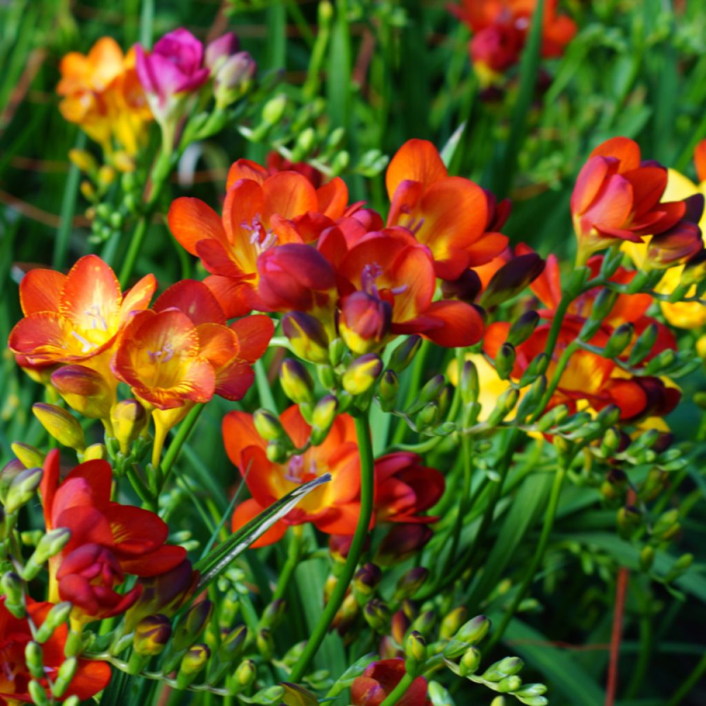 Freesia hybrida Simple
