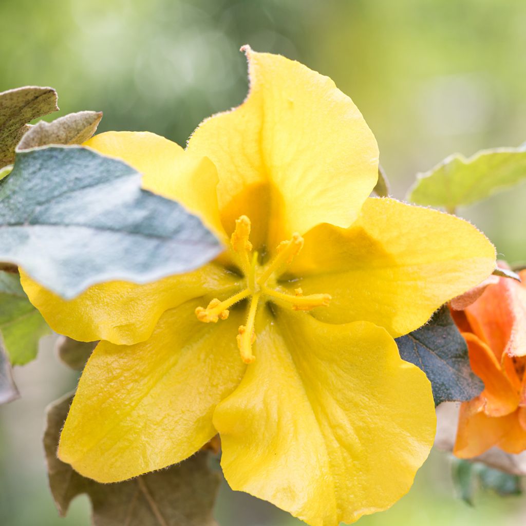 Fremontia - Fremontodendron californicum
