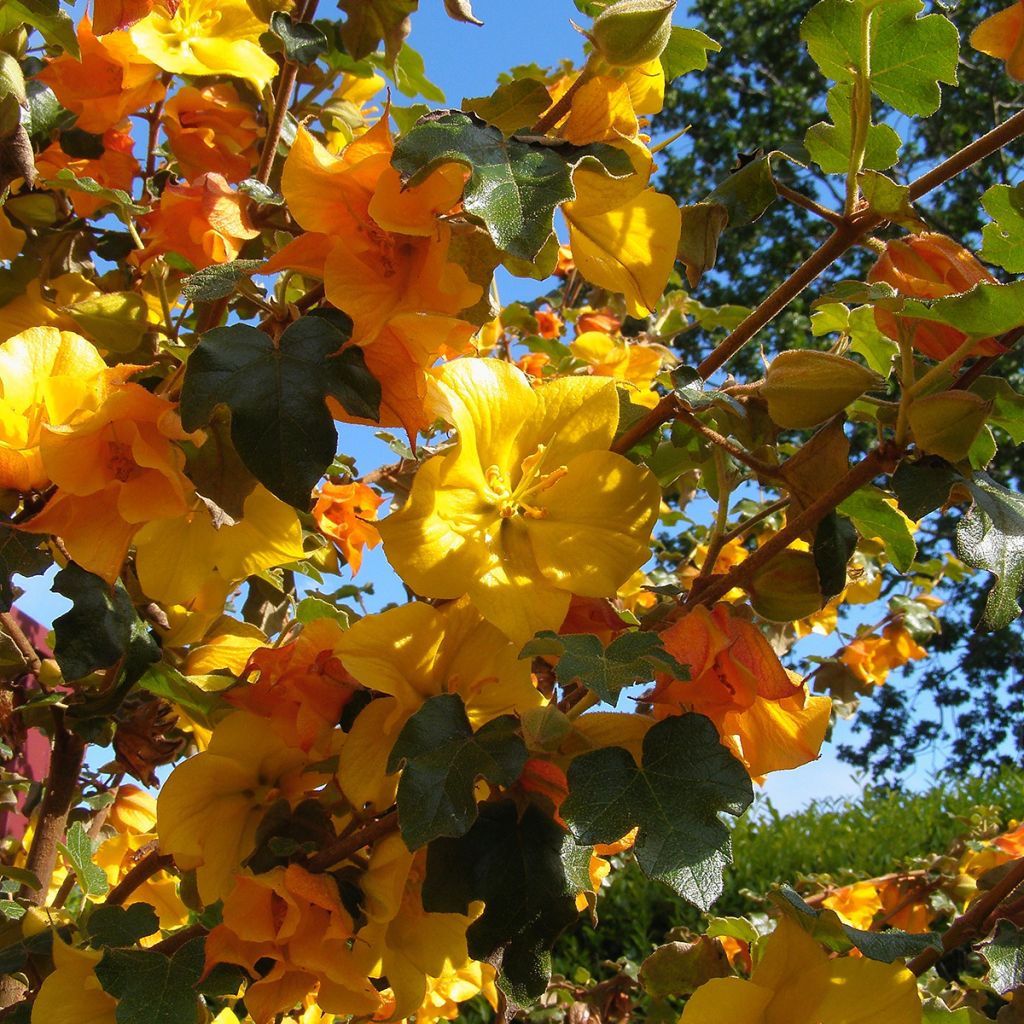 Fremontia - Fremontodendron californicum