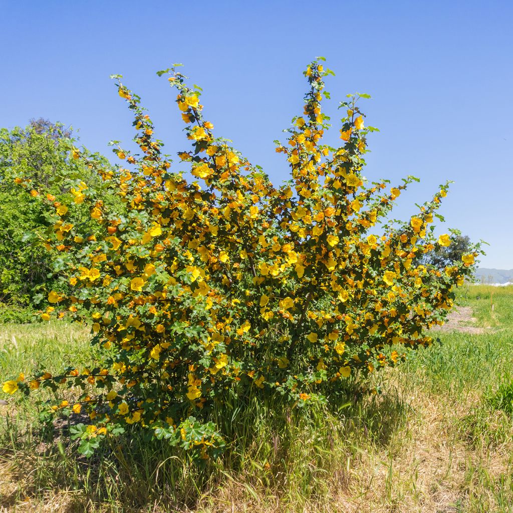 Fremontia - Fremontodendron californicum
