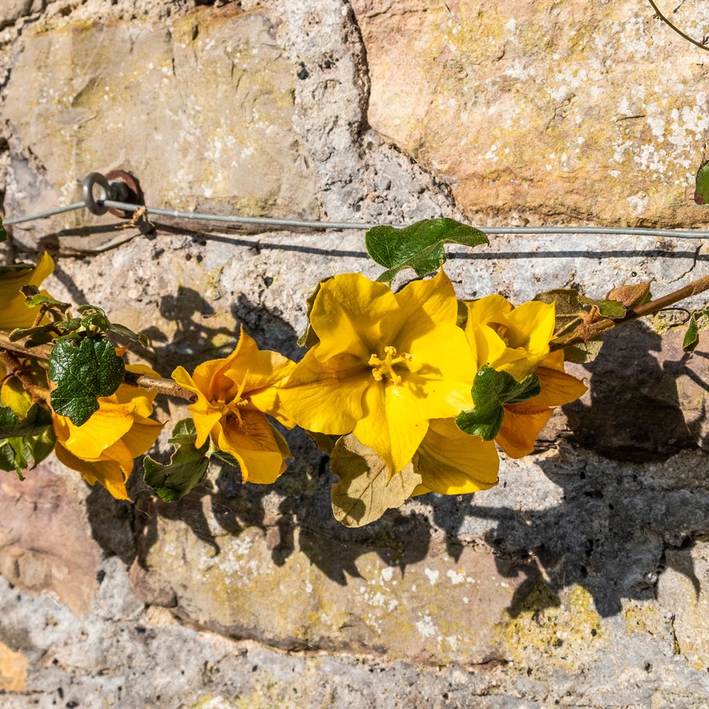 Fremontia - Fremontodendron californicum