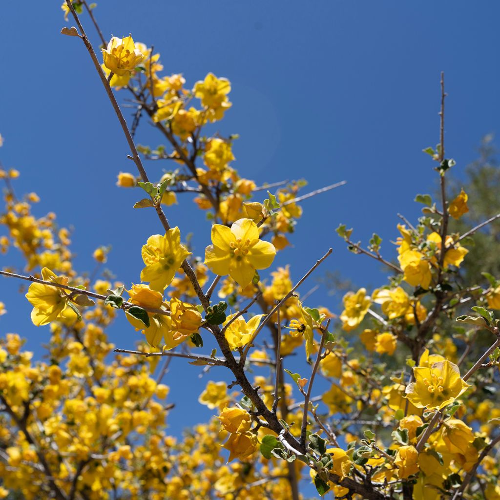 Fremontia - Fremontodendron californicum