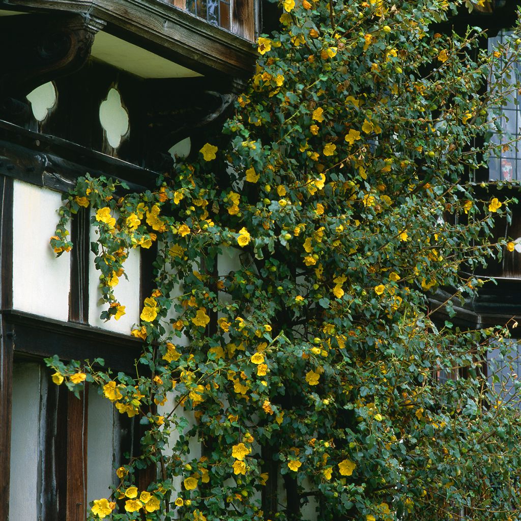 Fremontia - Fremontodendron californicum