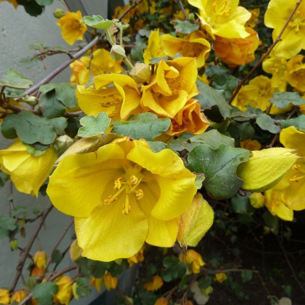 Fremontia - Fremontodendron californicum