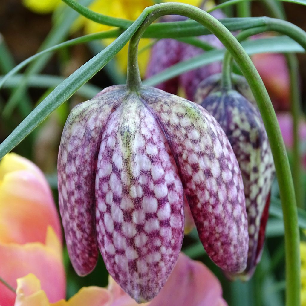 Kirjopikarililja - Fritillaria meleagris