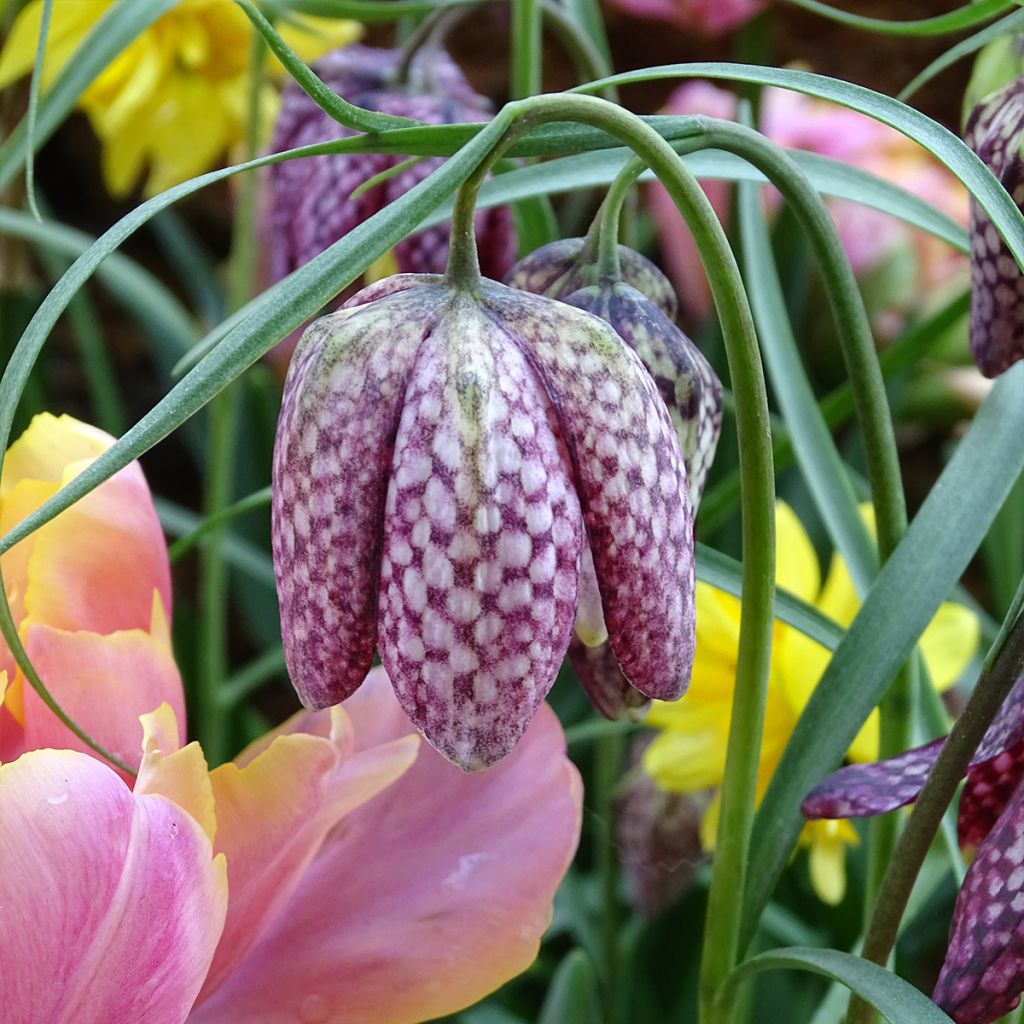 Kirjopikarililja - Fritillaria meleagris