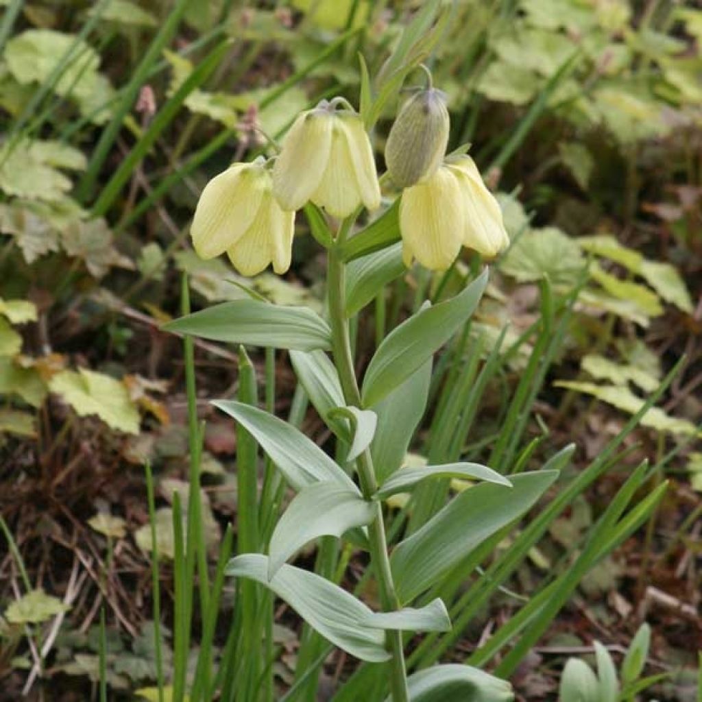 Kalvaspikarililja - Fritillaria pallidiflora