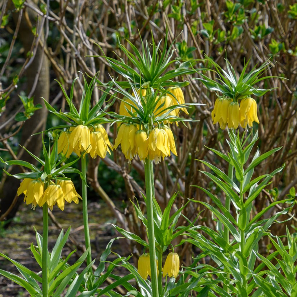 Keisarinpikarililja Lutea