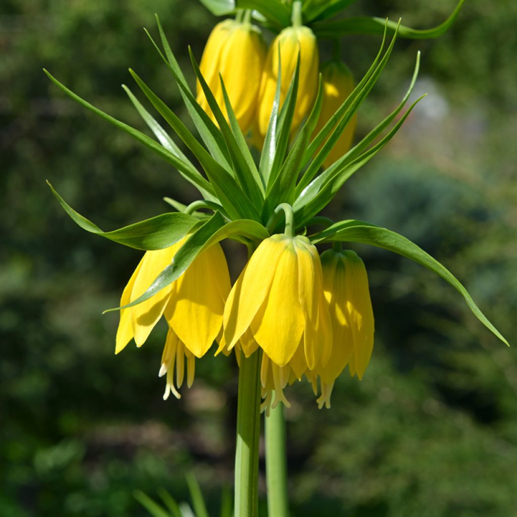 Keisarinpikarililja Lutea