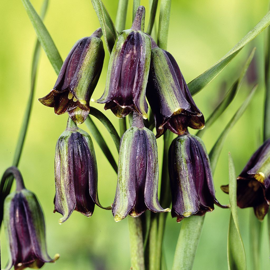 Keisarinpikarililja - Fritillaria elwesii