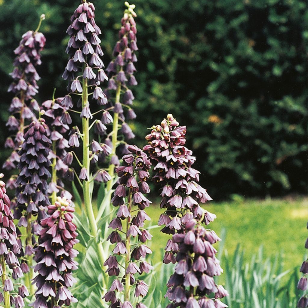 Persianpikarililja - Fritillaria persica