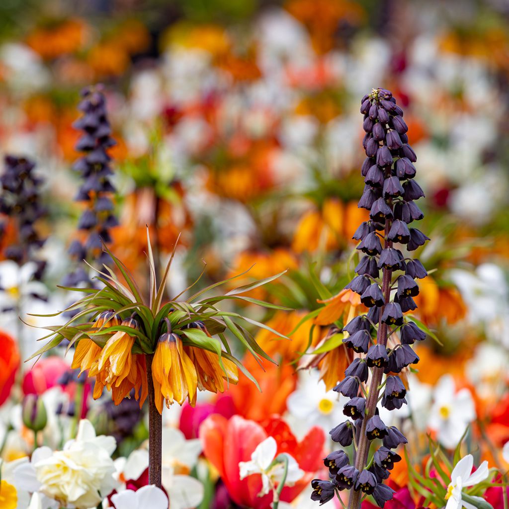 Persianpikarililja - Fritillaria persica