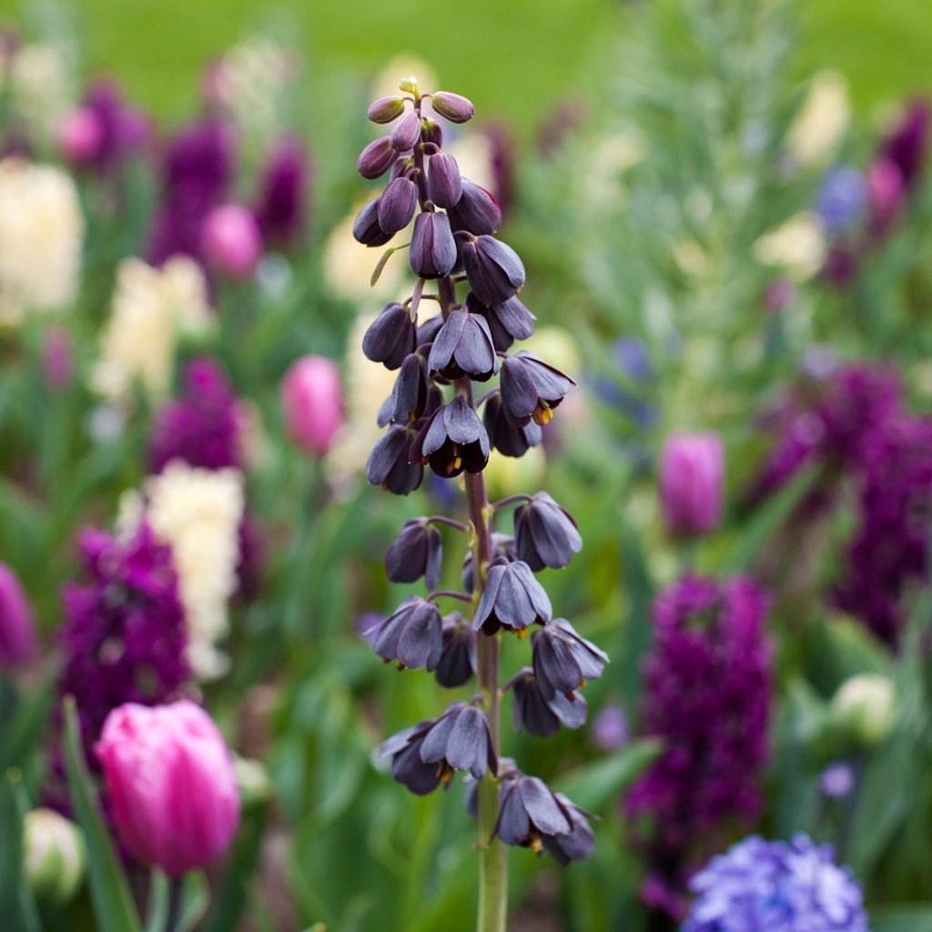 Persianpikarililja - Fritillaria persica