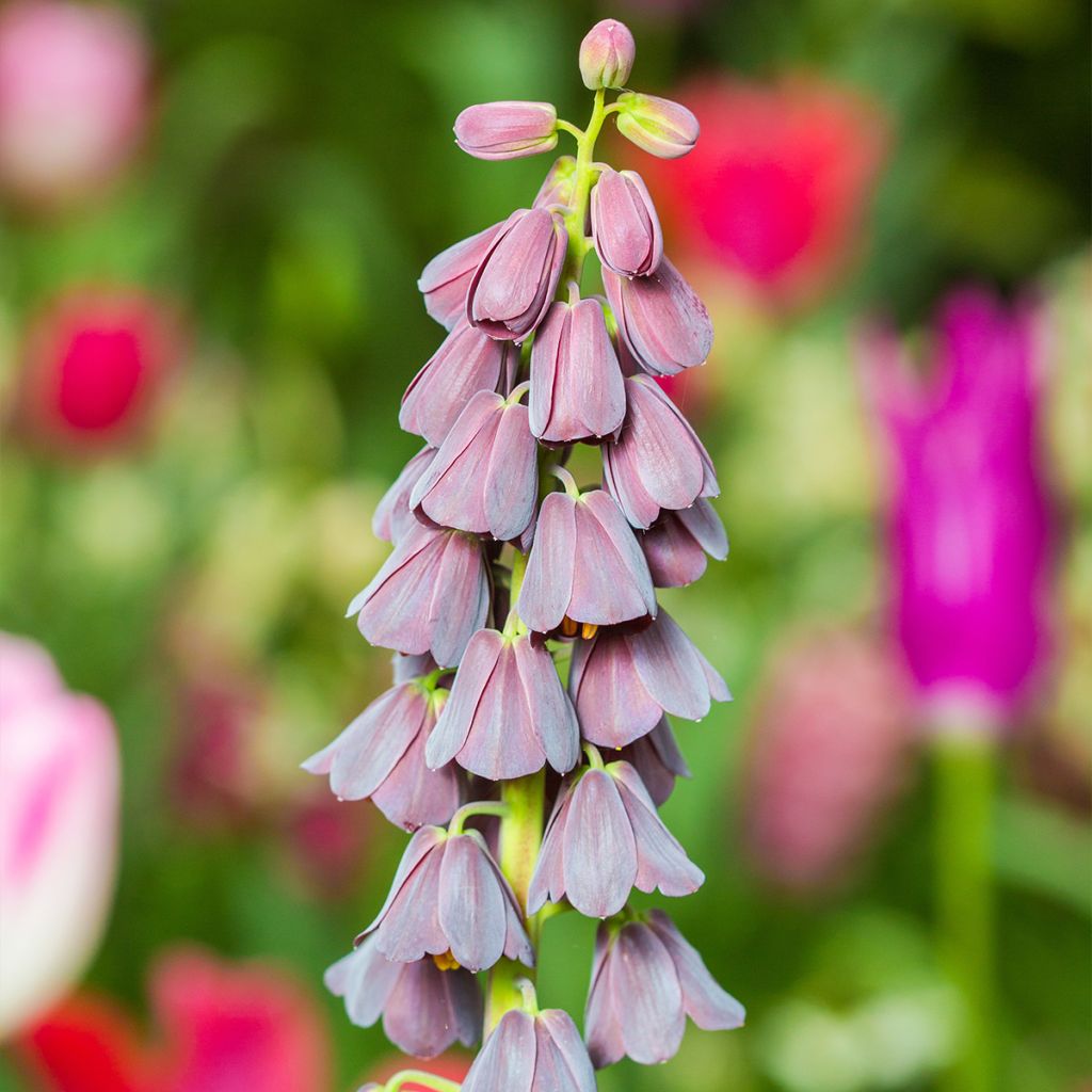 Persianpikarililja - Fritillaria persica
