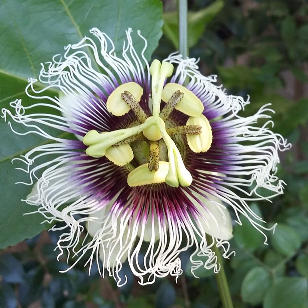 Passiohedelmä - Passiflora edulis f. flavicarpa