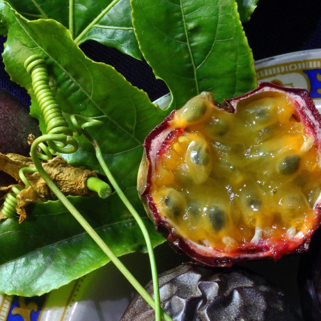 Punapassio - Passiflora edulis
