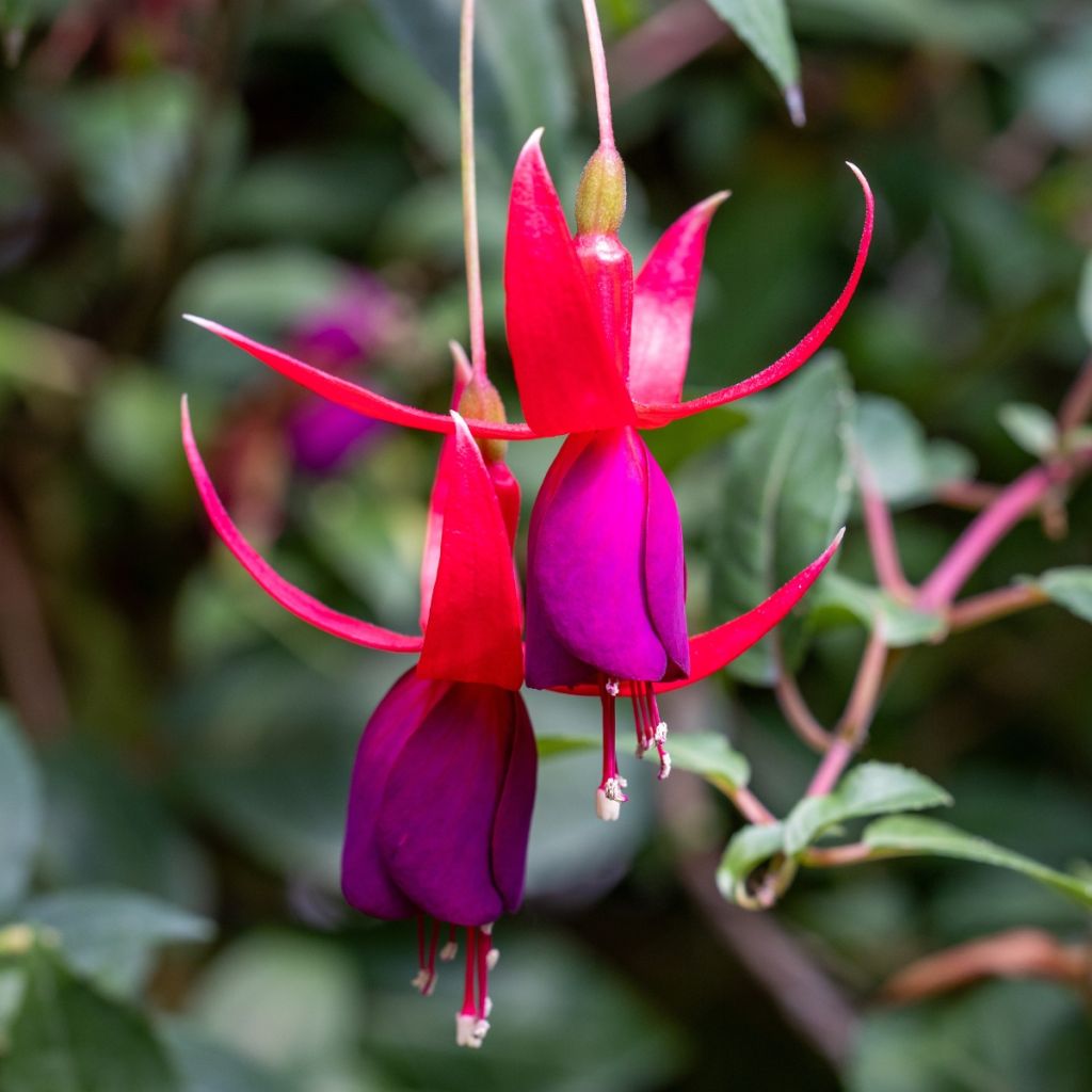 Verenpisara - Fuchsia angela
