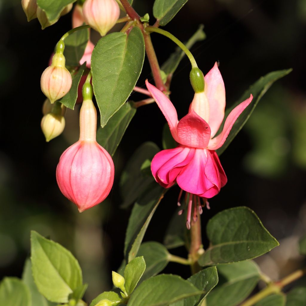 Verenpisara Fuchsia Bella Rosella