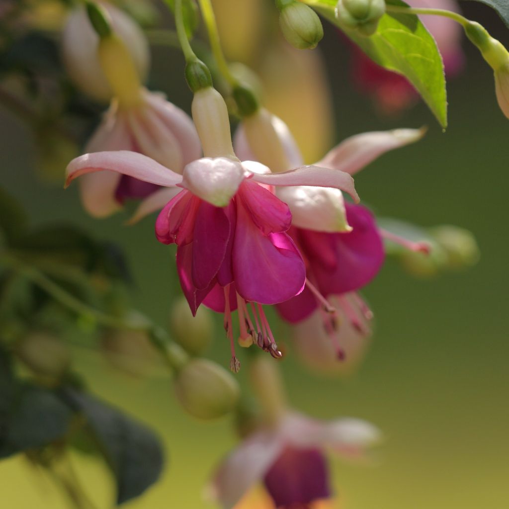 Verenpisara Fuchsia Bella Rosella