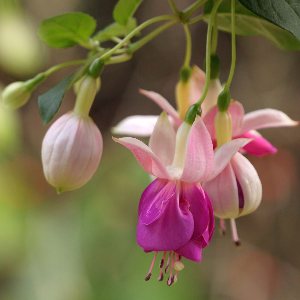 Verenpisara Fuchsia Bella Rosella