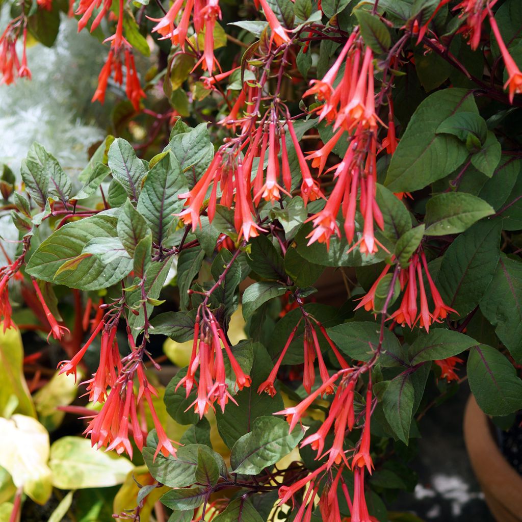 Kyynelverenpisara Bush Gartenmeister Bonstedt