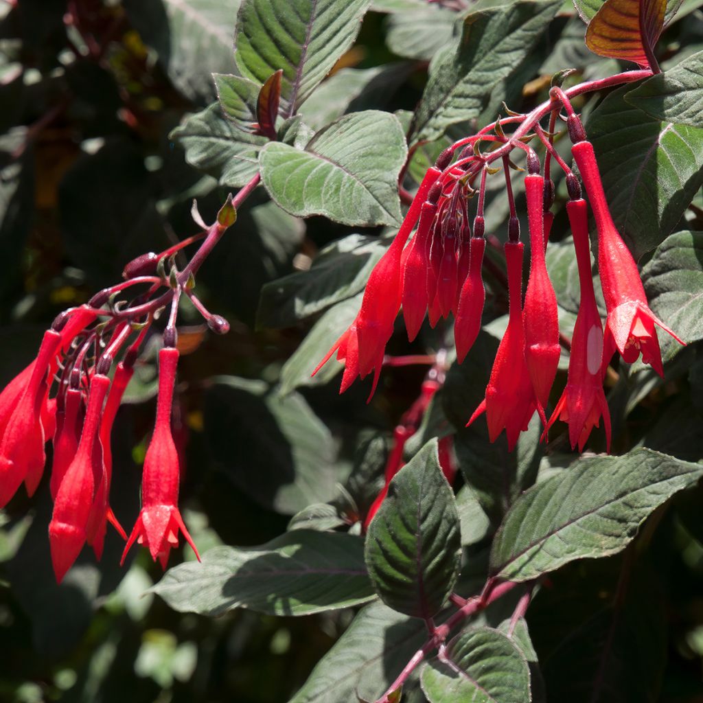 Kyynelverenpisara Bush Gartenmeister Bonstedt