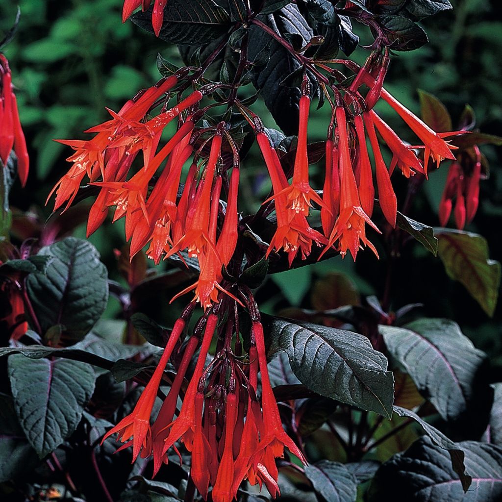 Kyynelverenpisara Bush Gartenmeister Bonstedt